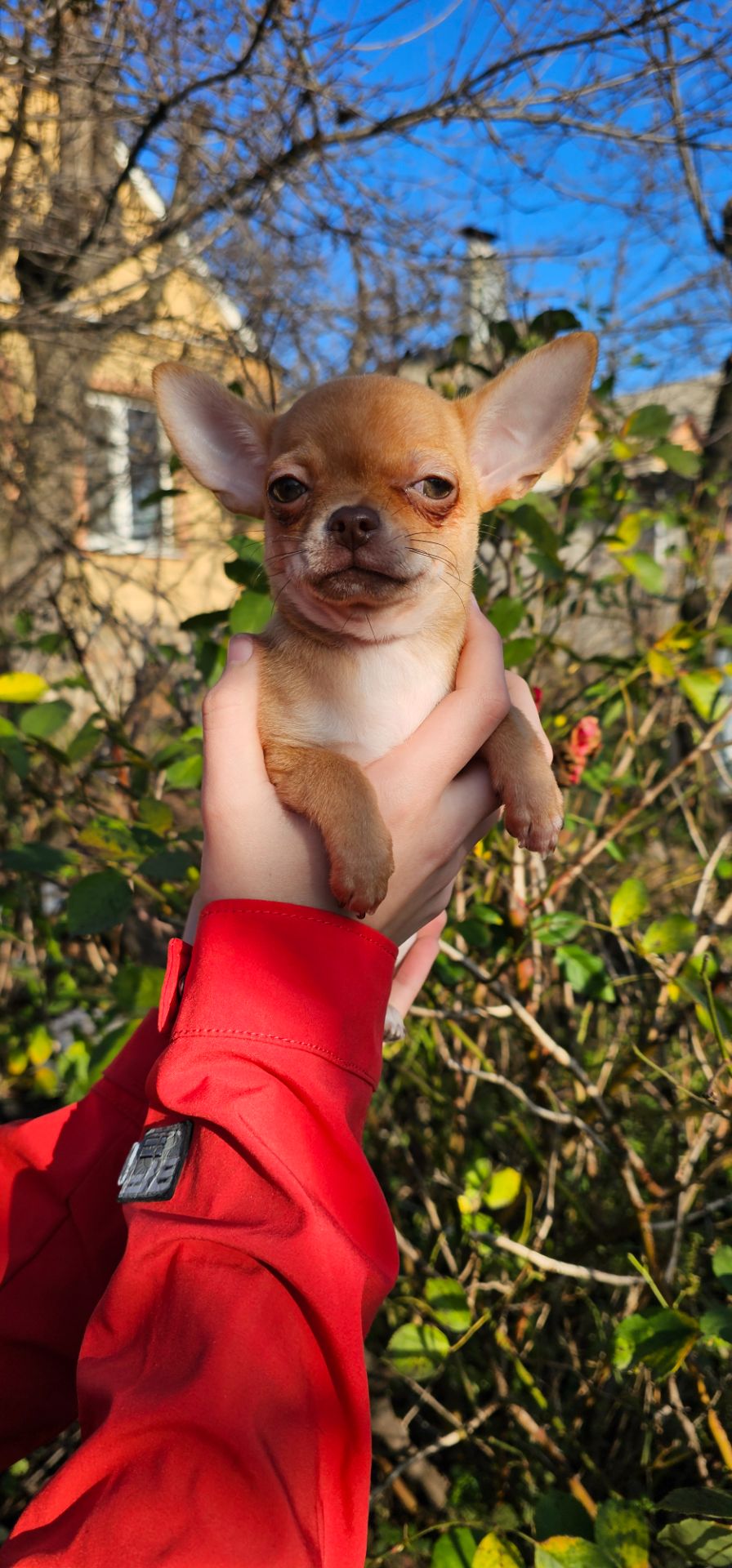 Девочка чихуахуа КСУ