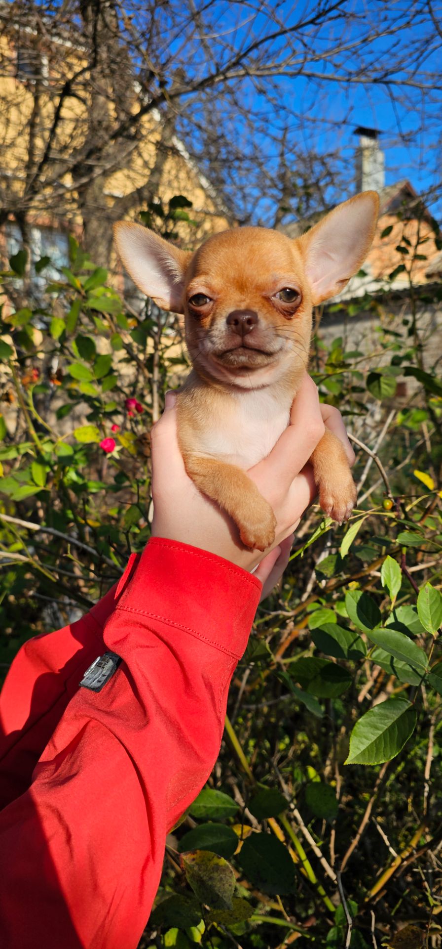 Девочка чихуахуа КСУ