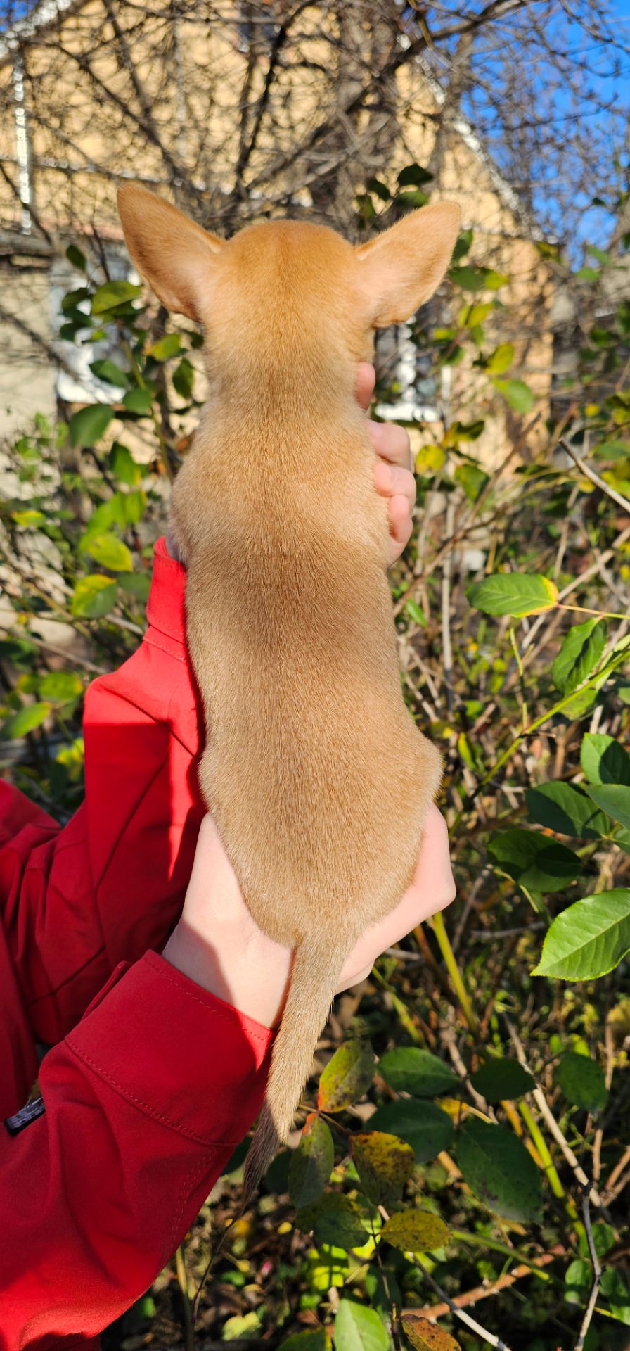 Девочка чихуахуа КСУ