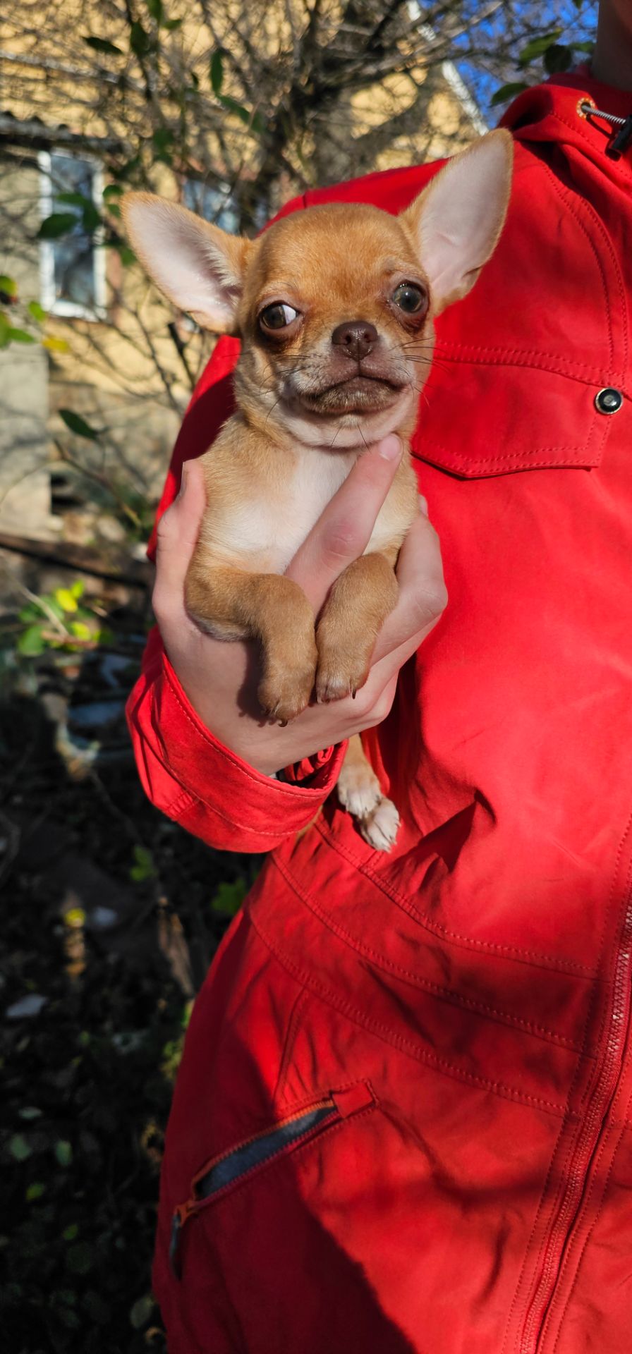 Девочка чихуахуа КСУ