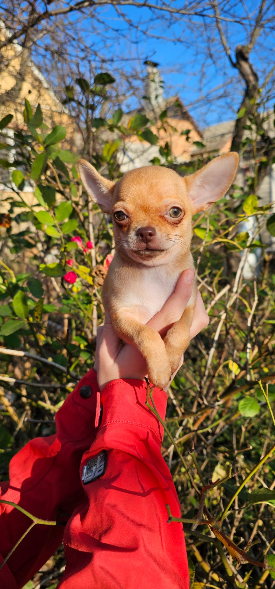 Девочка чихуахуа КСУ