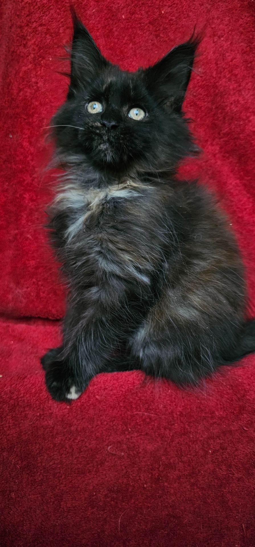 Девочка мейн кун