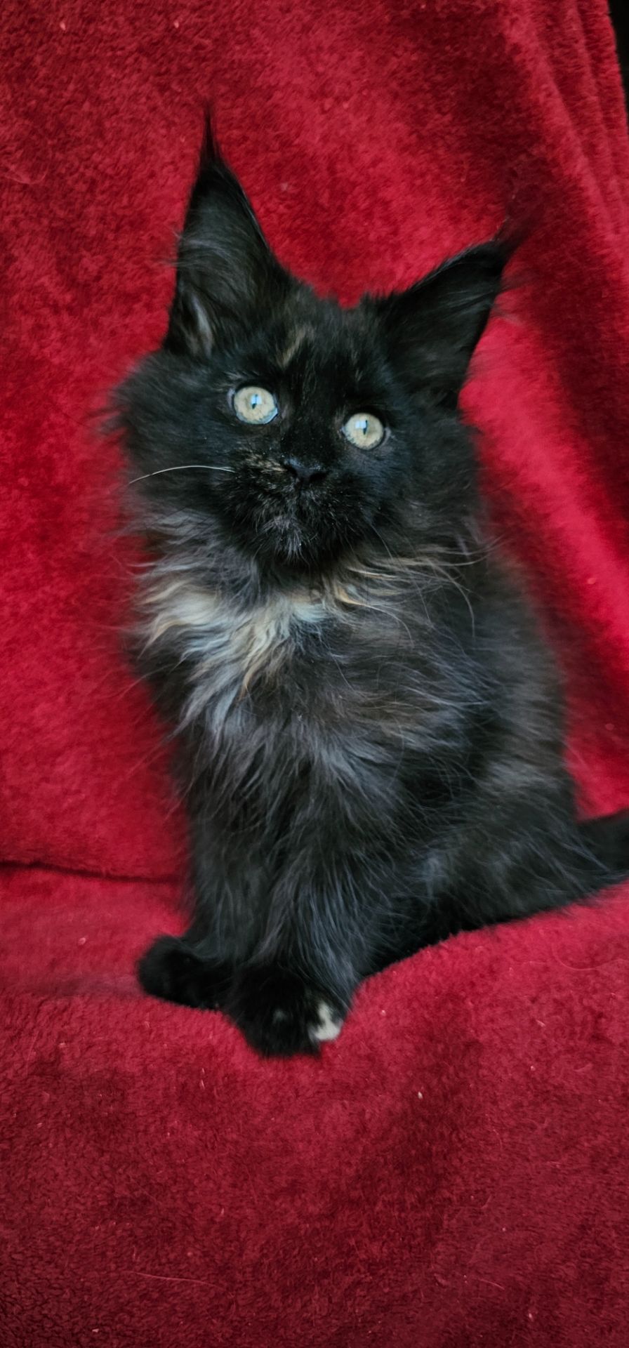 Девочка мейн кун