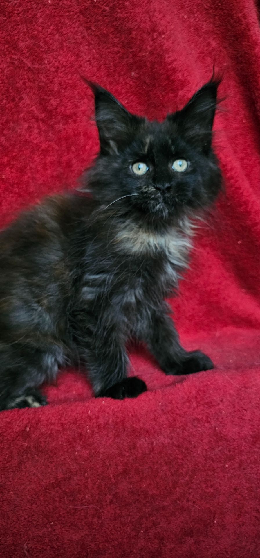 Девочка мейн кун