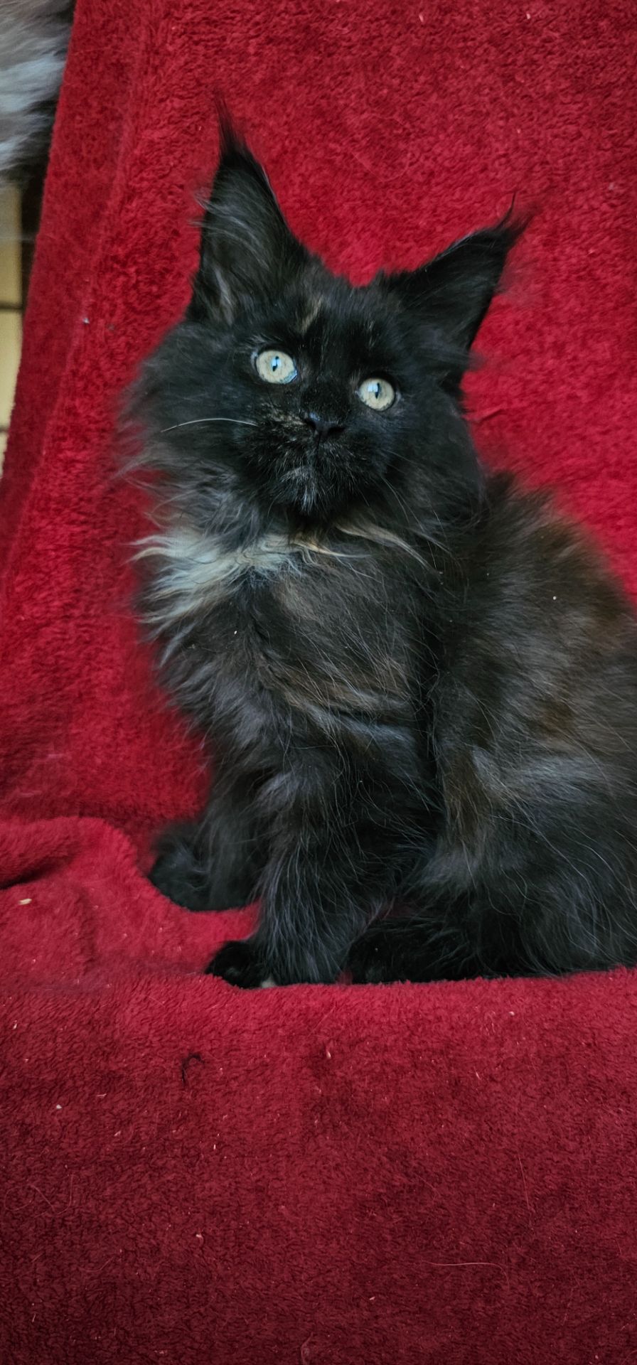 Девочка мейн кун