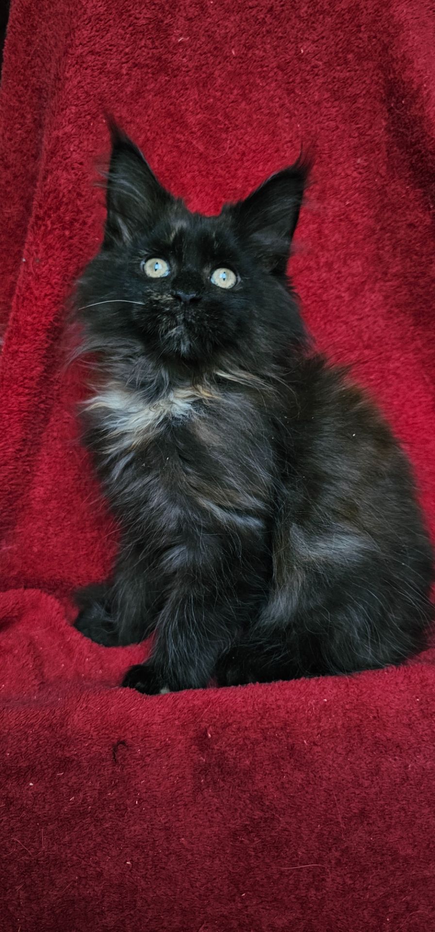 Девочка мейн кун