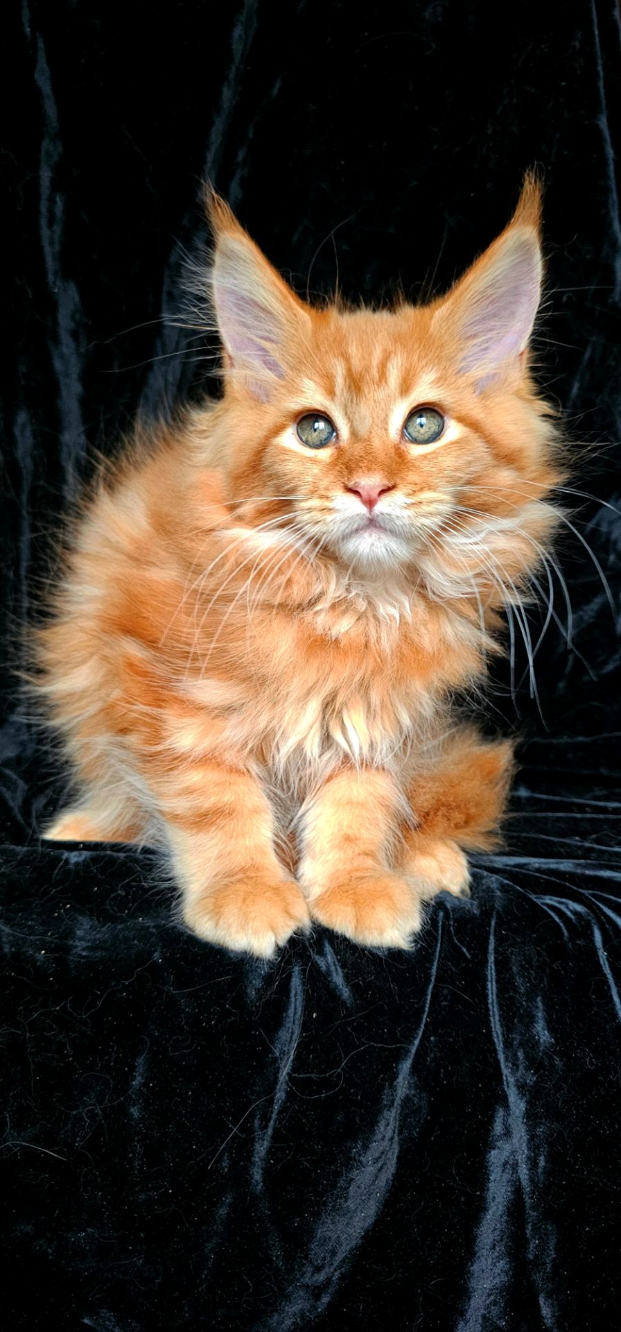 Львенок мейн кун