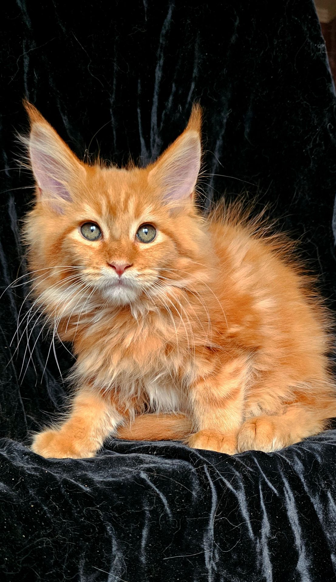 Львенок мейн кун