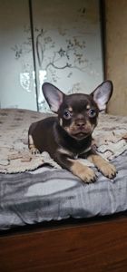 Мальчик чихуахуа КСУ