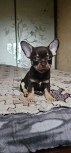 Мальчик чихуахуа КСУ