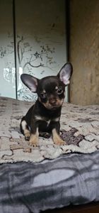 Мальчик чихуахуа КСУ