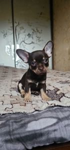 Мальчик чихуахуа КСУ