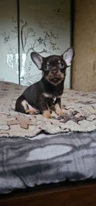 Мальчик чихуахуа КСУ