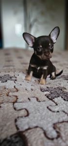 Мальчик чихуахуа КСУ