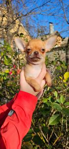 Девочка чихуахуа КСУ