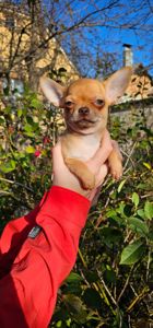 Девочка чихуахуа КСУ