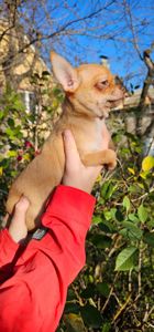 Девочка чихуахуа КСУ