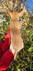 Девочка чихуахуа КСУ