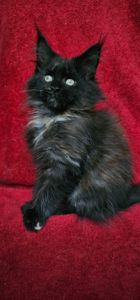 Девочка мейн кун