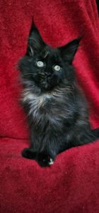 Девочка мейн кун