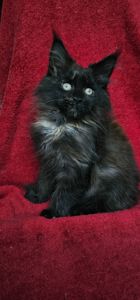 Девочка мейн кун