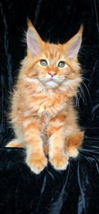 Львенок мейн кун