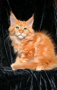 Львенок мейн кун