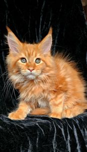 Львенок мейн кун