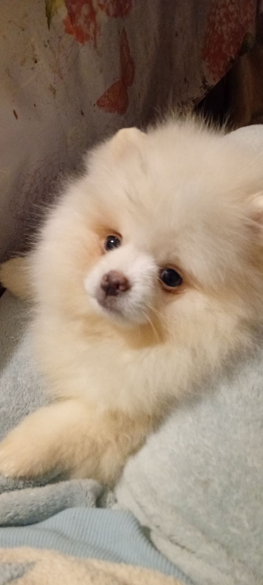 Мальчик Померанского Шпица КСУ мини белого окраса