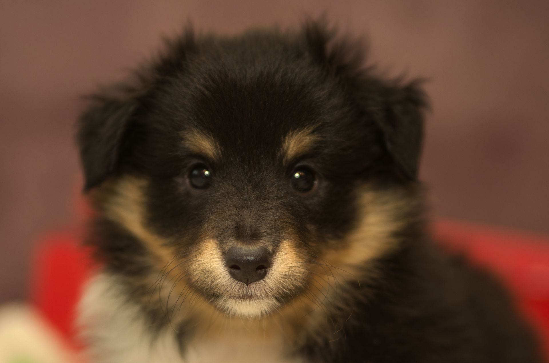 Цуценята породи шелті