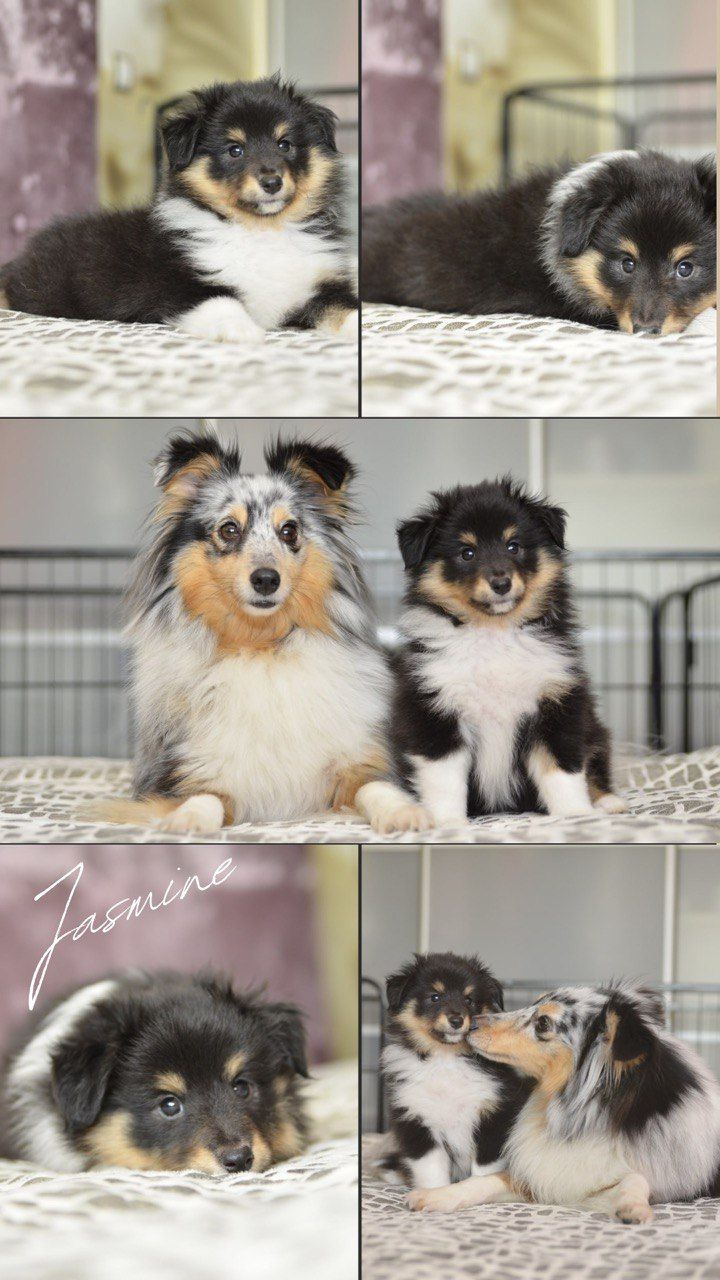 Цуценята породи шелті