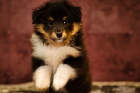 Цуценята породи шелті