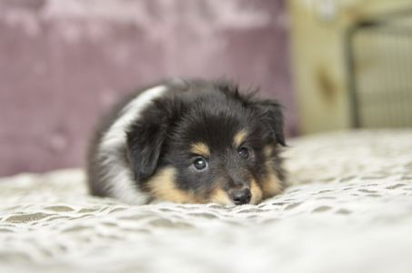 Цуценята породи шелті