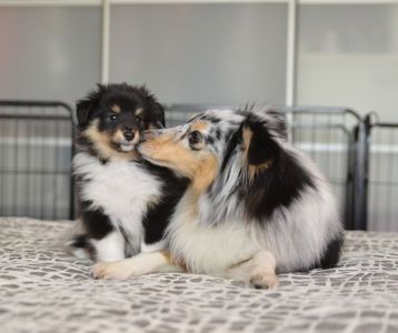 Цуценята породи шелті