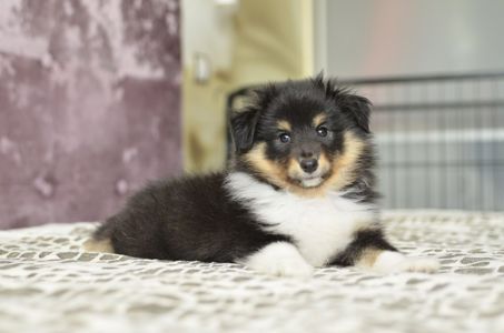 Цуценята породи шелті