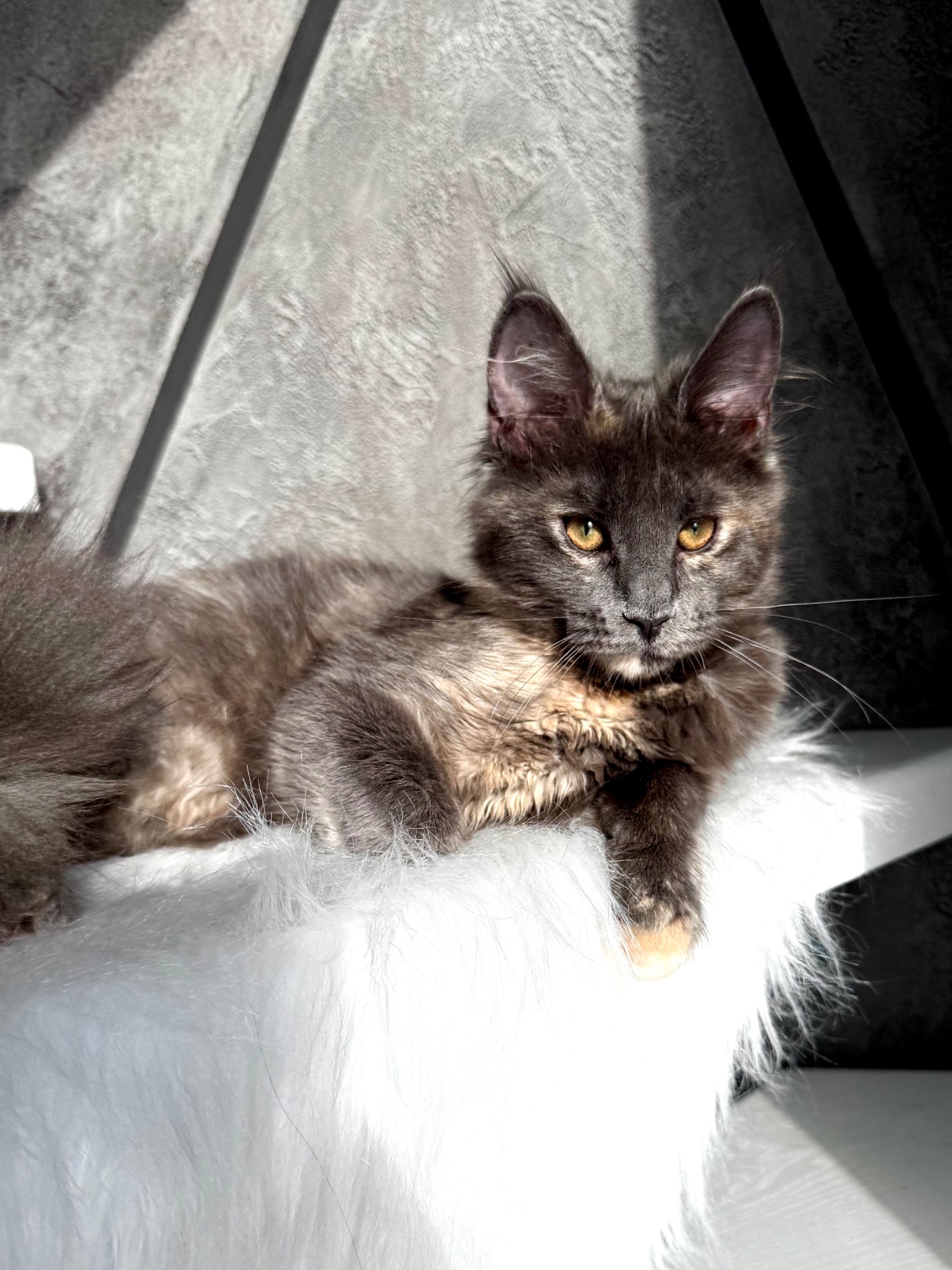 Мейн-кун дівчинка Chris