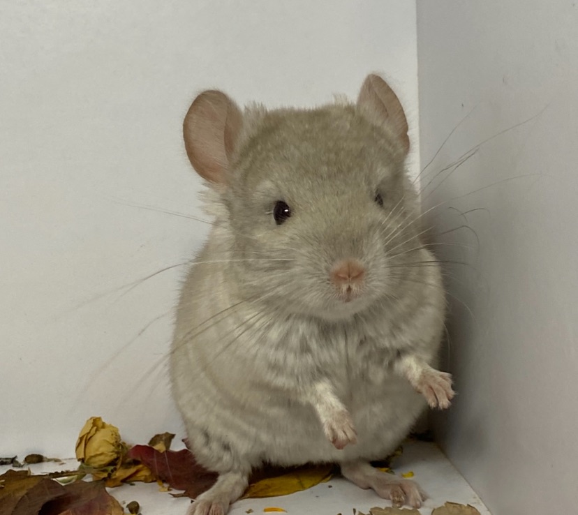 Шиншилла беж мальчик