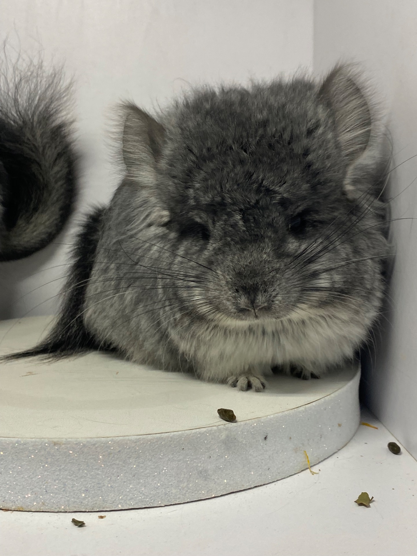 Шиншиллы Ангора пушистая