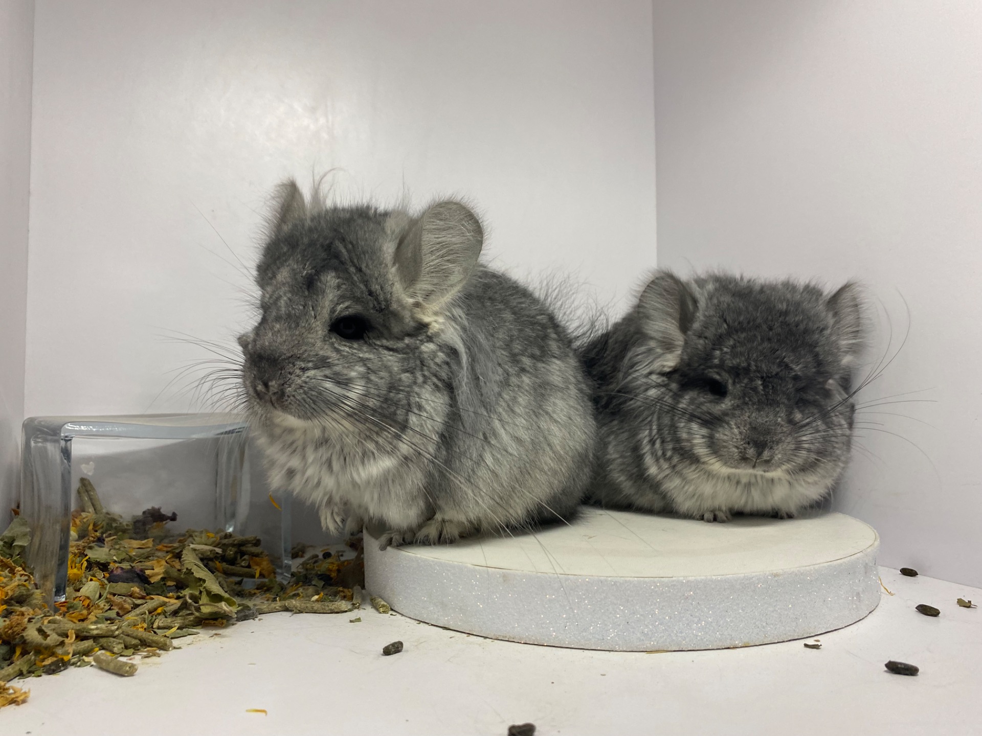 Шиншиллы Ангора пушистая