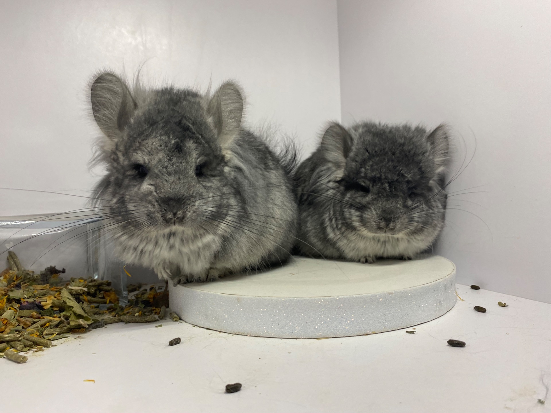 Шиншиллы Ангора пушистая