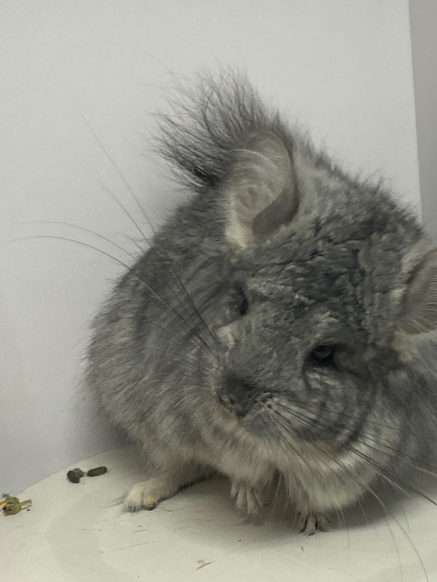 Шиншиллы Ангора пушистая