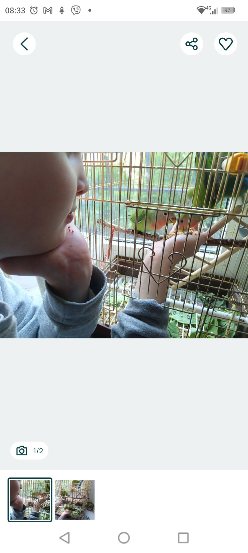 Нерозлучник рожевощокий