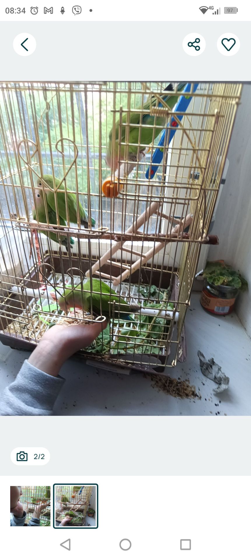 Нерозлучник рожевощокий