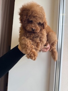 Щенки той пуделя мальчики девочки