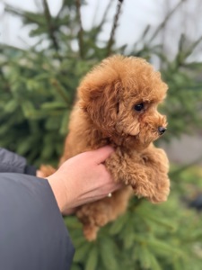 Щенки той пуделя мальчики девочки