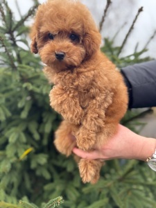 Щенки той пуделя мальчики девочки