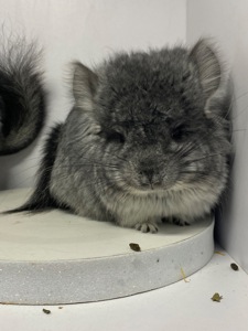 Шиншиллы Ангора пушистая