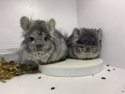 Шиншиллы Ангора пушистая