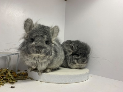 Шиншиллы Ангора пушистая