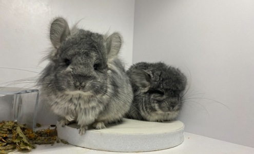 Шиншиллы Ангора пушистая